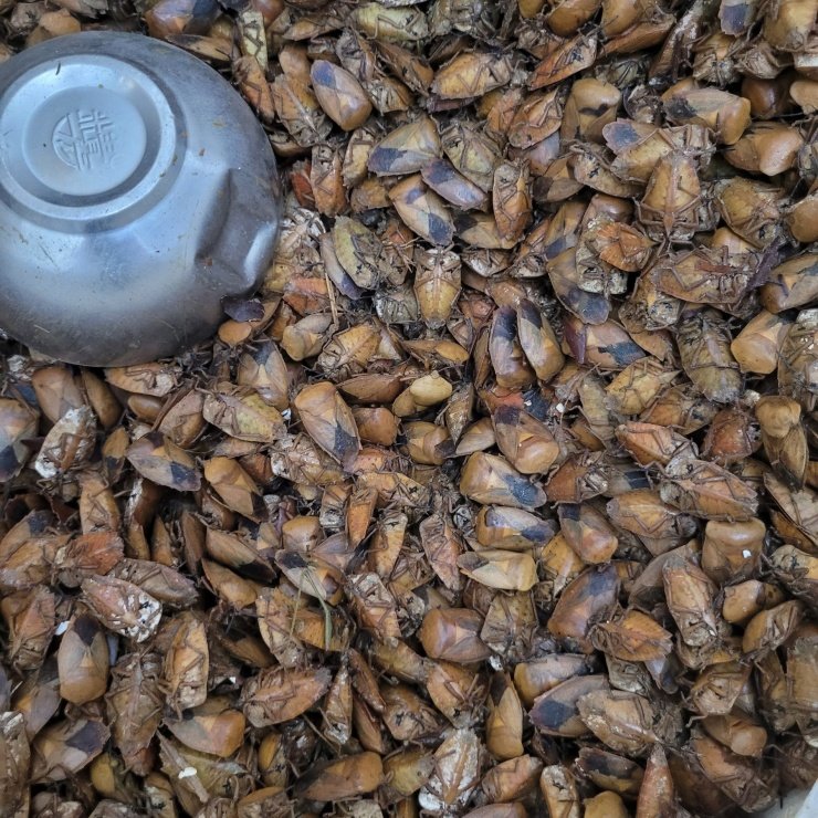 Ở một số nơi, bọ xít được bán với giá khá cao. Ảnh: Lê Nga